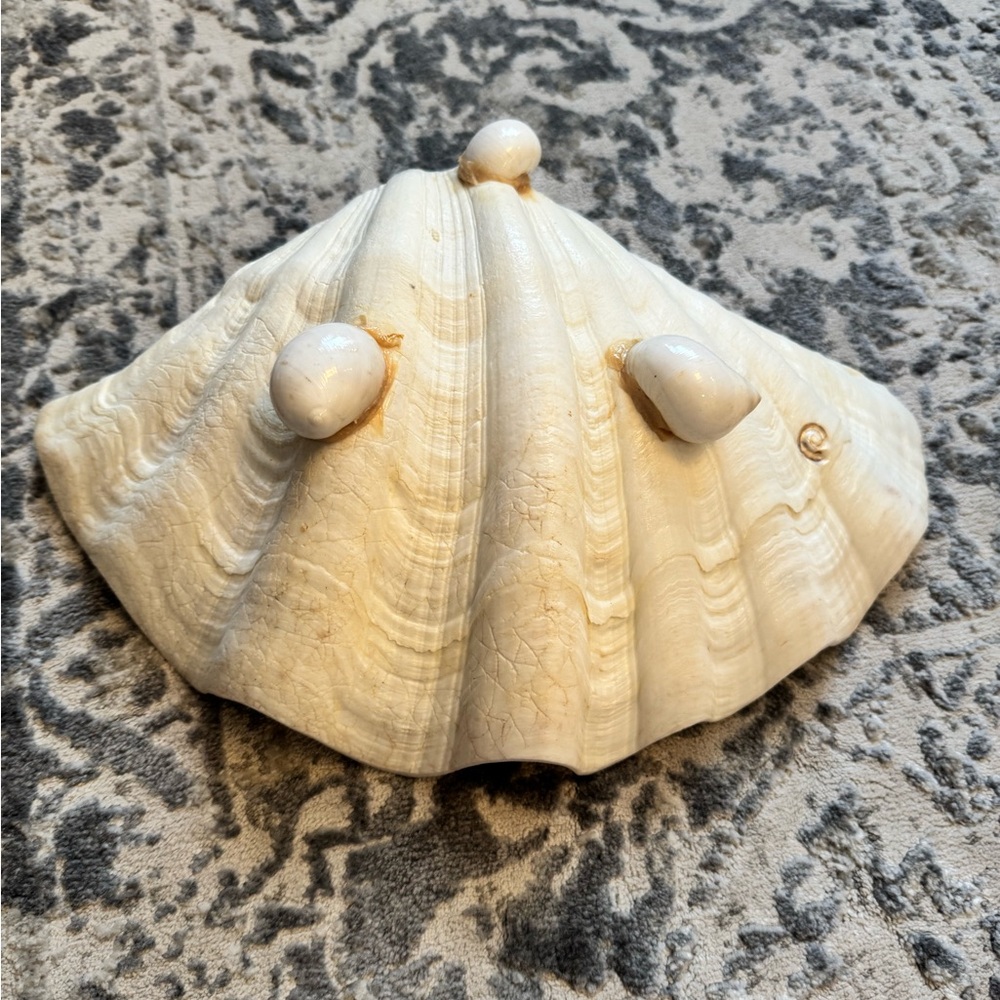 Elegant White footed decorative shell